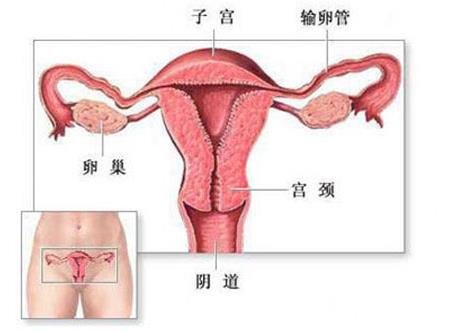 美女的阴道：图解健康的女性私处样子-第4张图片-爱薇女性网