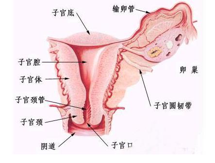 女性生理结构解剖图与分析-第2张图片-爱薇女性网