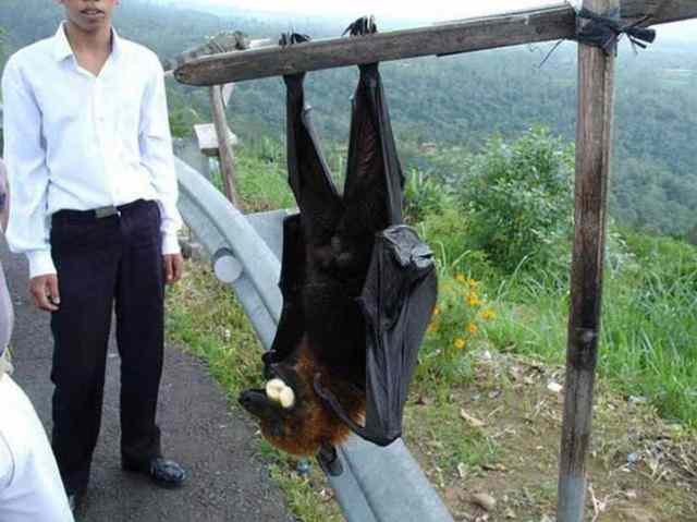世界最大的蝙蝠，马来大狐蝠翼展可达2米比人还大-第2张图片-爱薇女性网