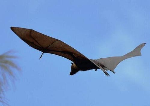 世界最大的蝙蝠，马来大狐蝠翼展可达2米比人还大-第3张图片-爱薇女性网