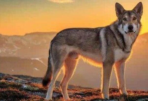福克兰群岛狼：外形与狗相似，已知唯一灭绝的犬科动物-第1张图片-爱薇女性网