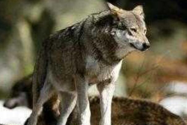 福克兰群岛狼：外形与狗相似，已知唯一灭绝的犬科动物-第2张图片-爱薇女性网