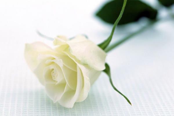 白玫瑰代表什么意思？表达纯洁浪漫的爱情-第2张图片-爱薇女性网