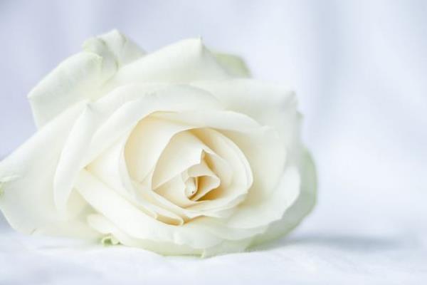 白玫瑰代表什么意思？表达纯洁浪漫的爱情-第4张图片-爱薇女性网
