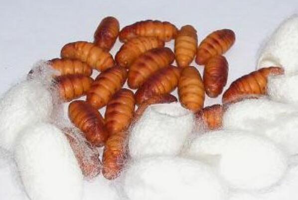 蚕蛹可以吃吗：可以吃，但需要经过处理之后再食用-第4张图片-爱薇女性网