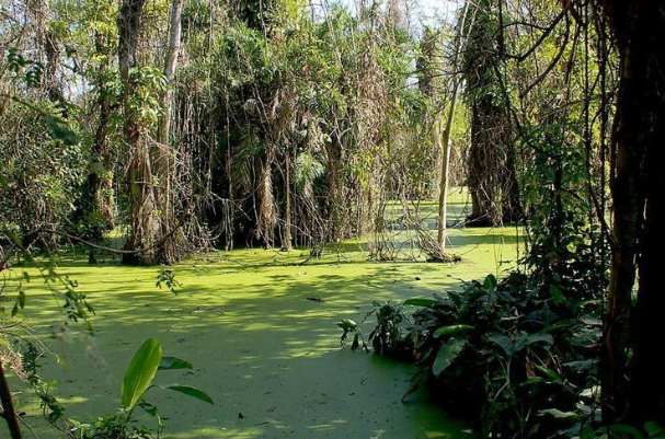世界上最可怕的沼泽：美国曼查克沼泽地，被称为幽灵沼泽-第2张图片-爱薇女性网