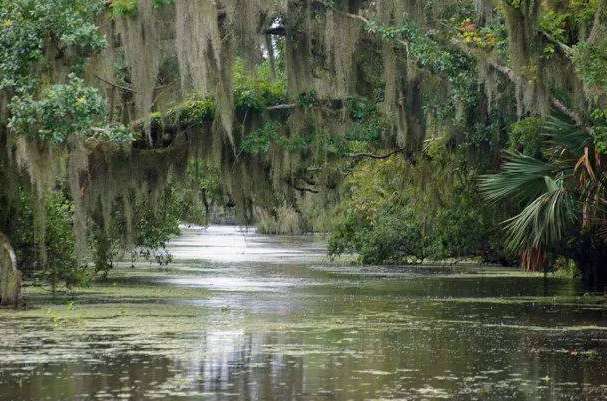 世界上最可怕的沼泽：美国曼查克沼泽地，被称为幽灵沼泽-第3张图片-爱薇女性网