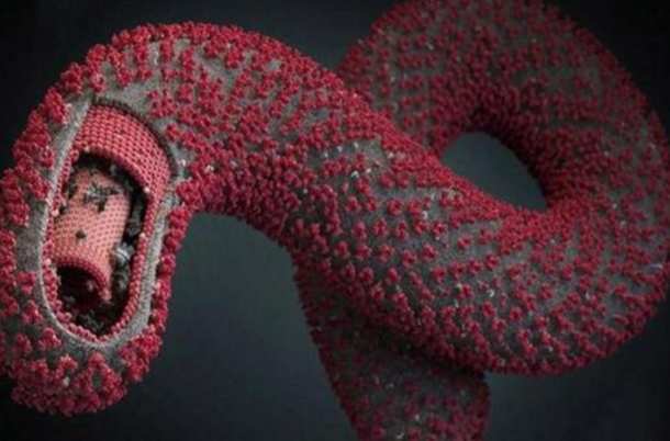 世界上三大超级病毒：埃博拉病毒、狂犬病毒和天花病毒-第1张图片-爱薇女性网